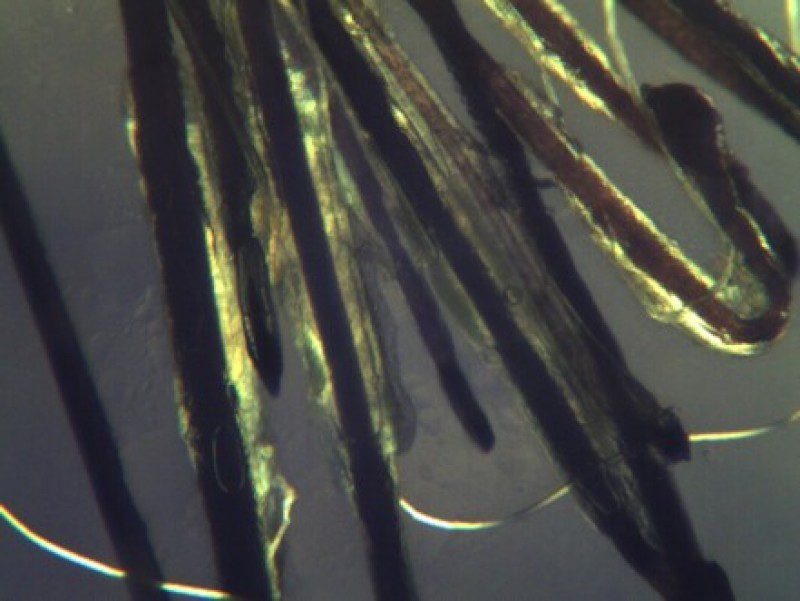 Close-up Of Shredded Hairs